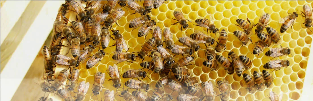 Bienen auf einer Wabe