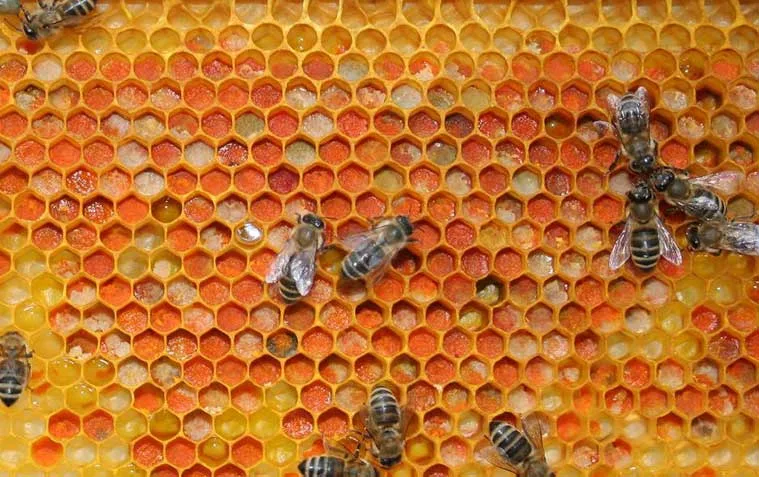 Pollen