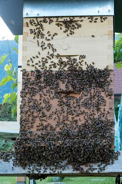 Bienen vor der Beute