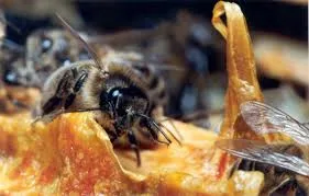 Propolis