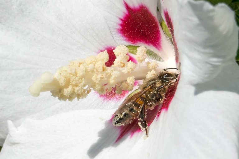 Bienen eingewintert – Rückblick 2015