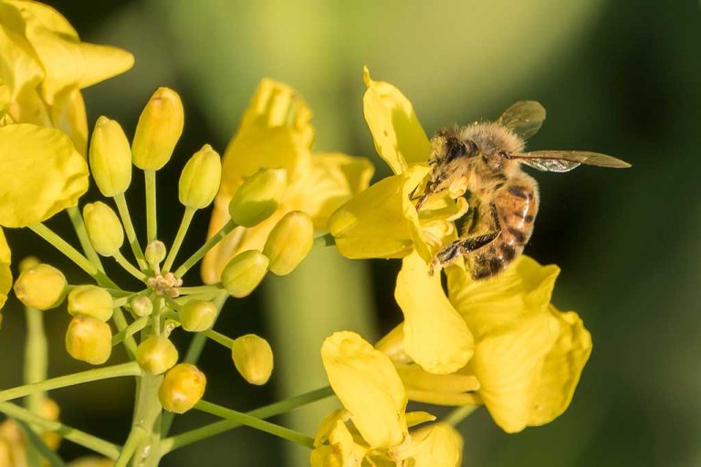 Bienen eingewintert – Rückblick 2016