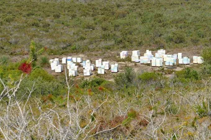 Imkerbesuche in Westaustralien