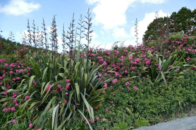 Sommer in Neuseeland