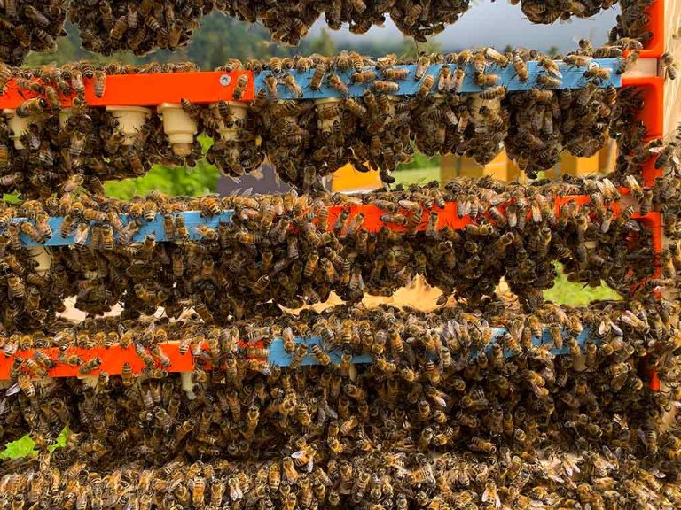 Zucht von Bienenköniginnen