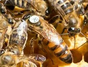 Verkauf von Bienenköniginnen