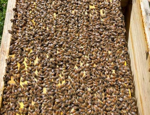 Bienenvölker aus unserem Bio Betrieb