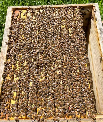 Bienenvölker aus unserem Bio Betrieb