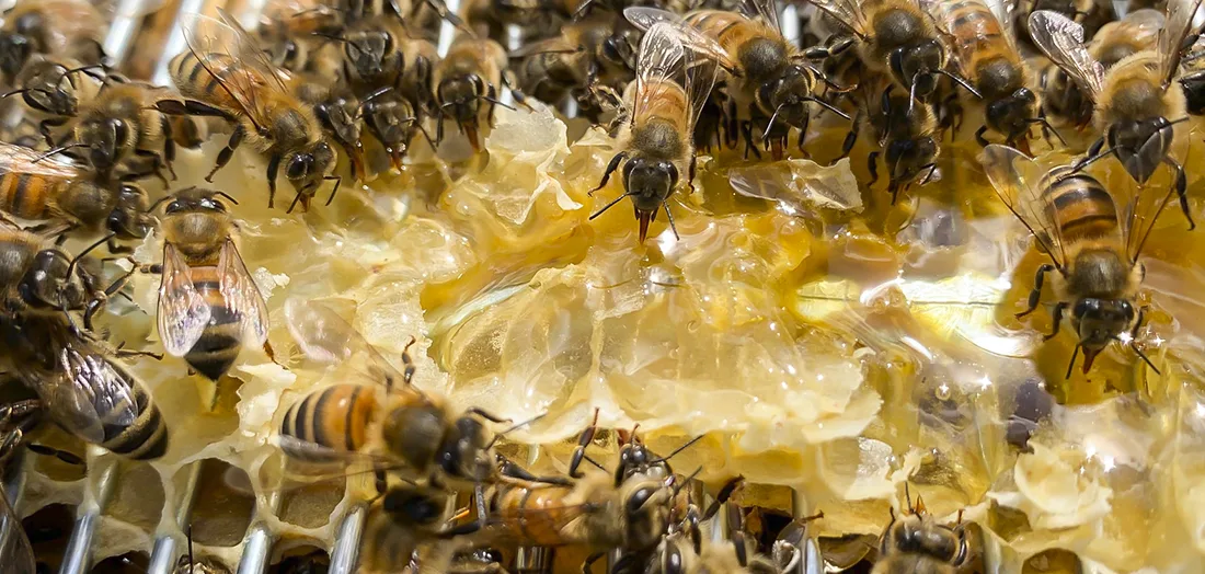 Bienen auf einer Honigwabe